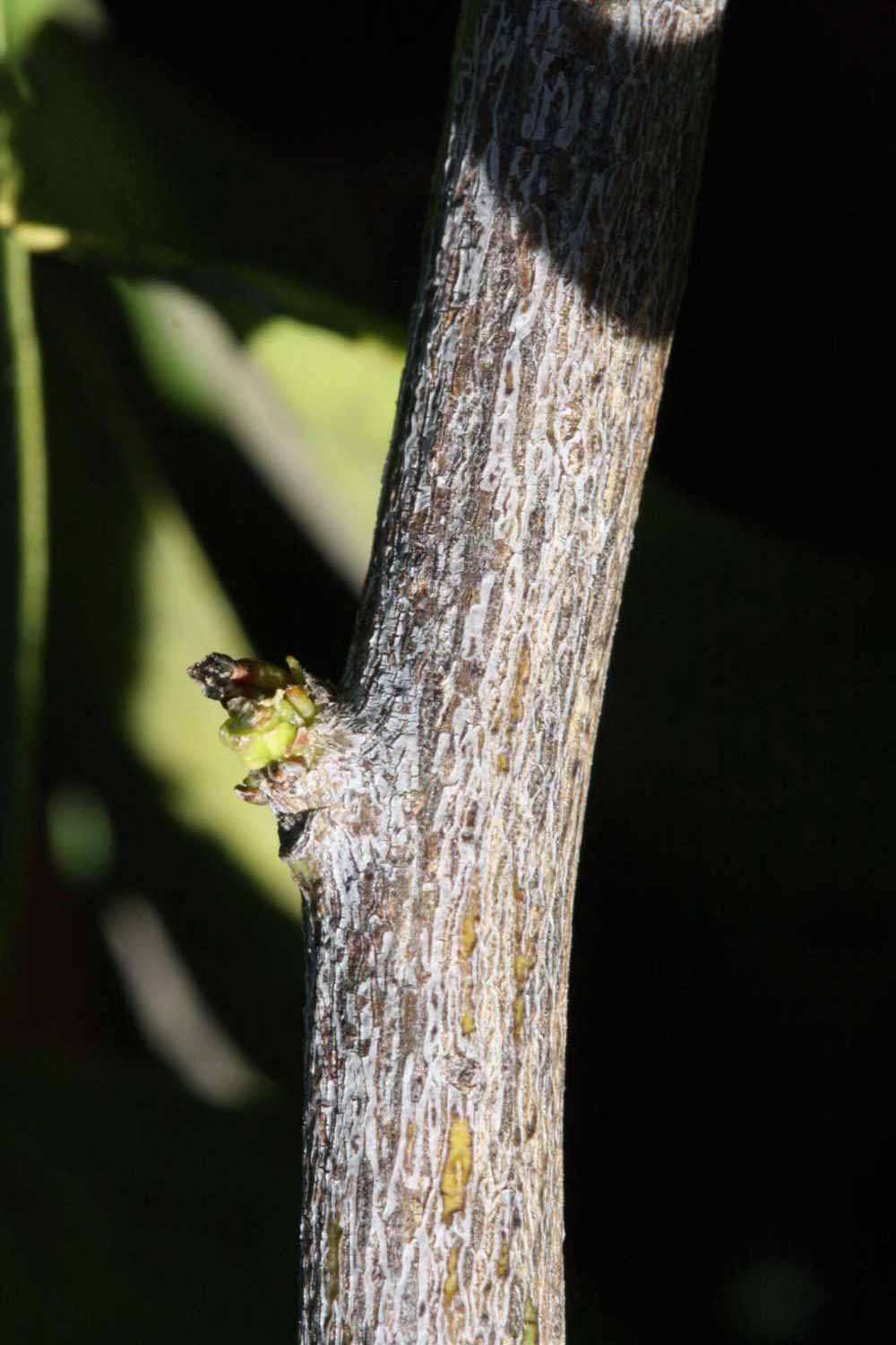              Second - third year twig (Riverside, CA)       